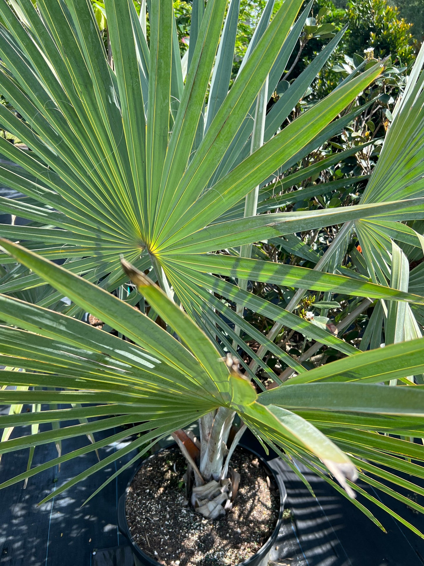 Bismark Palm