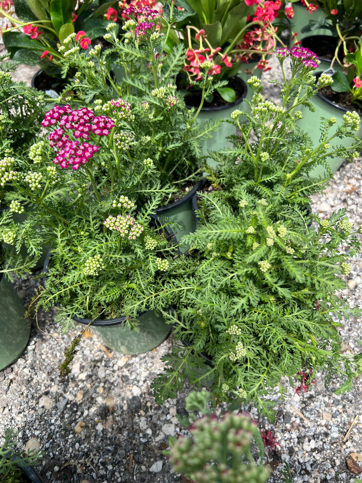 Yarrow