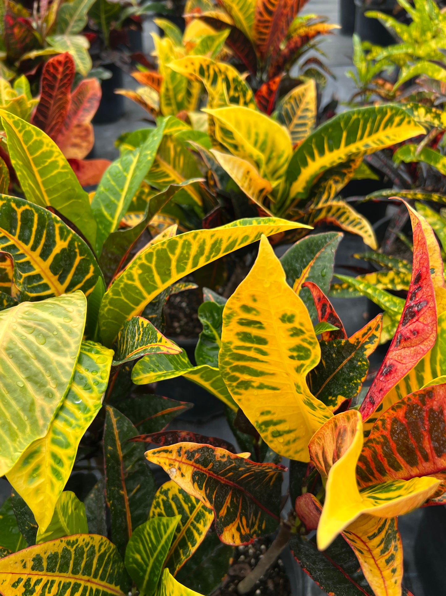 Croton Fantastic