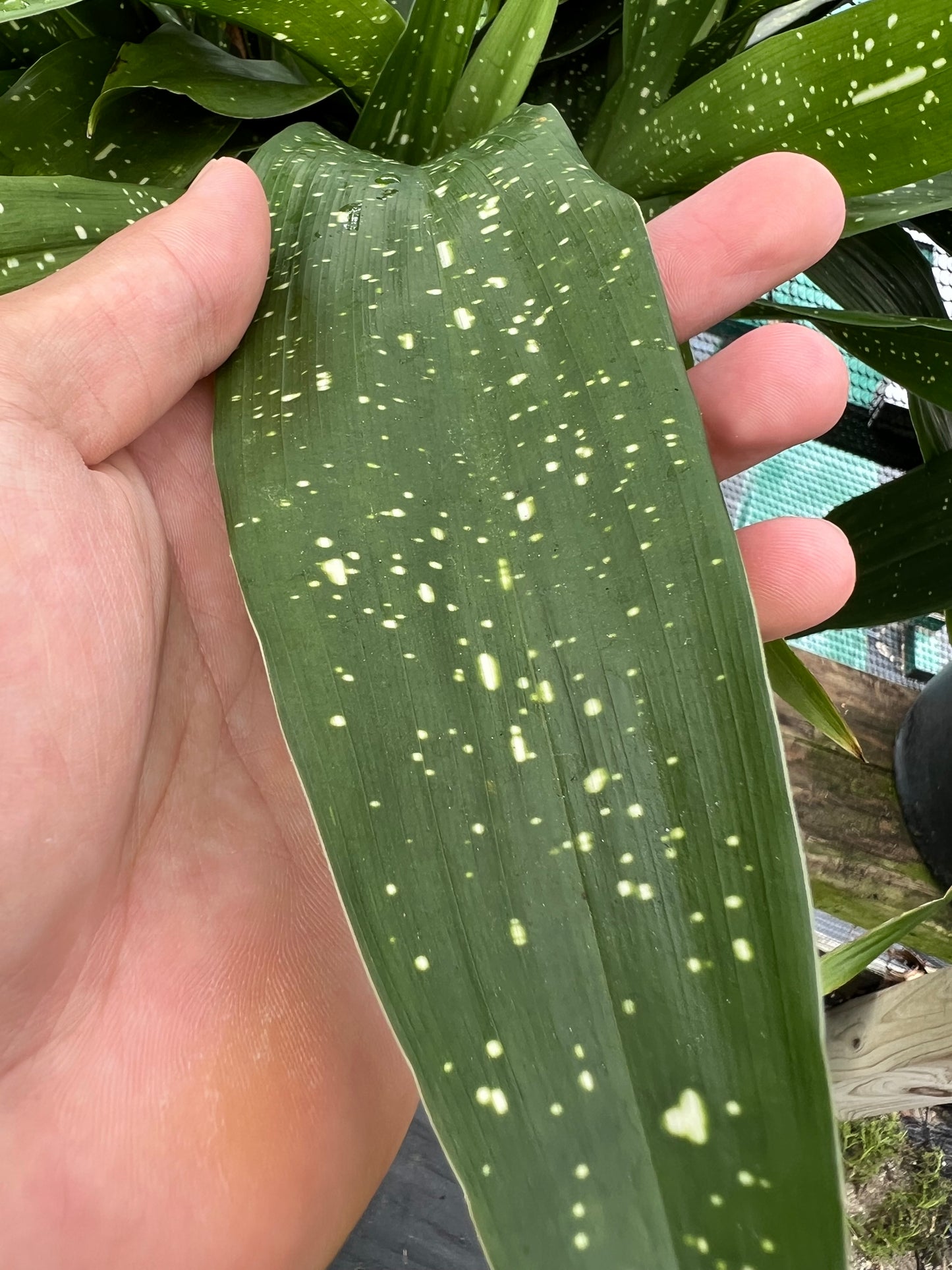 Cast Iron Aspidistra