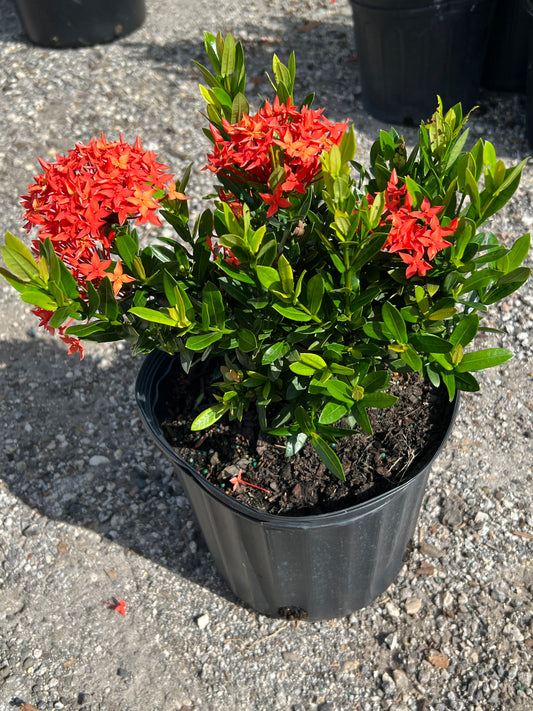 Ixora Taiwanese Dwarf