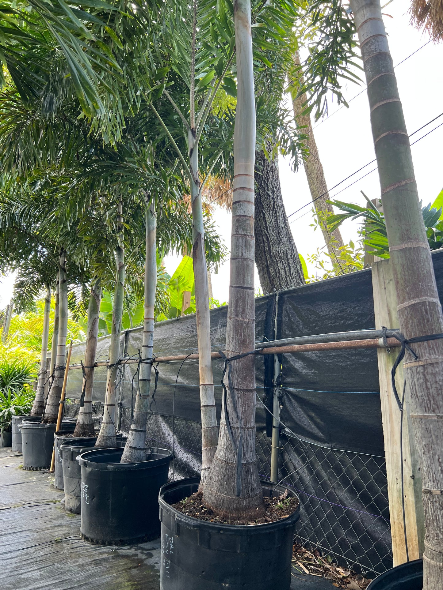 Foxtail Palms