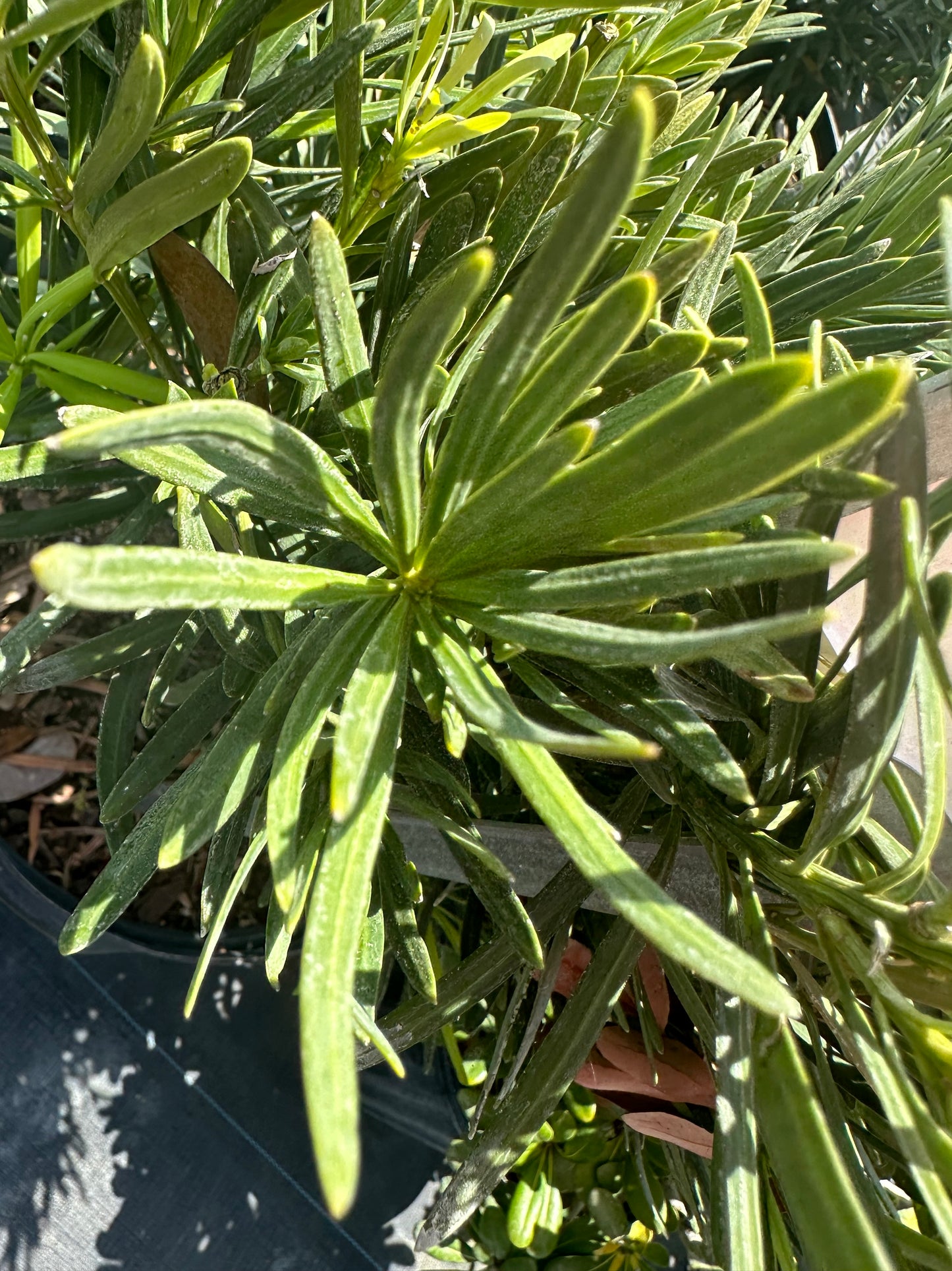 Podocarpus Pringles Dwf