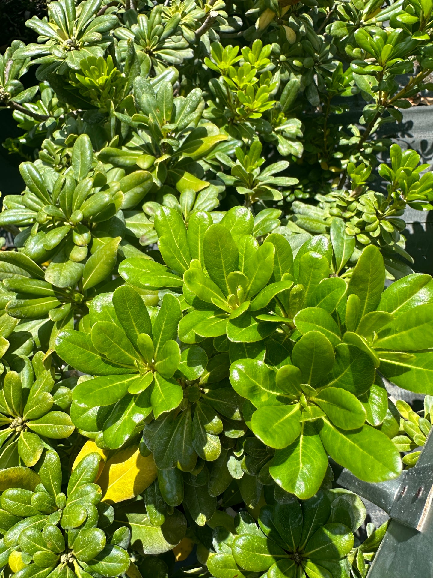 Pittosporum Shrubs