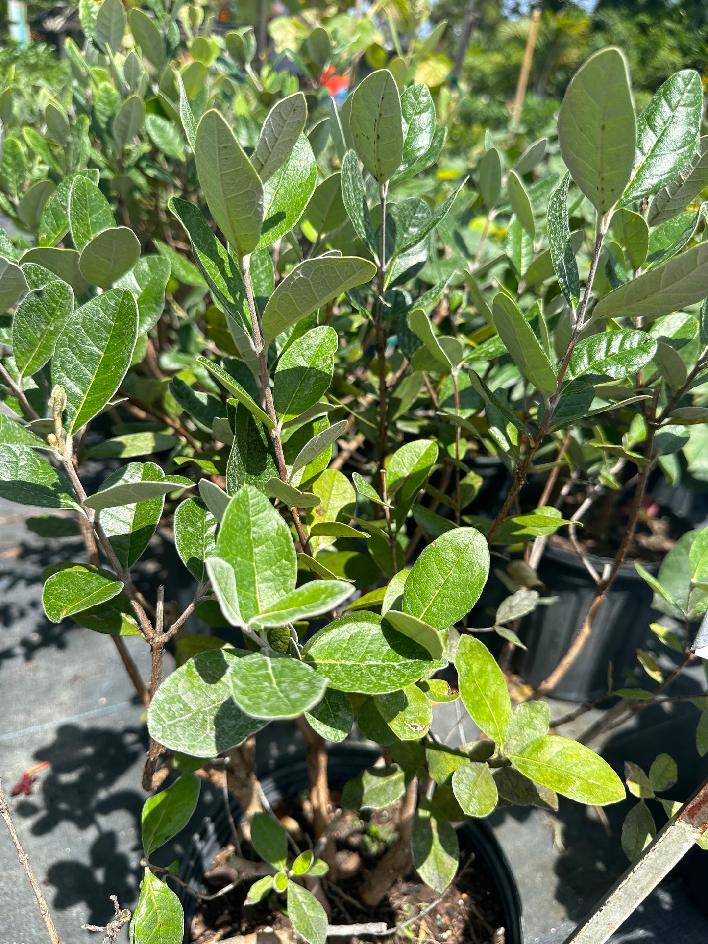 Pineapple Guava Shrub