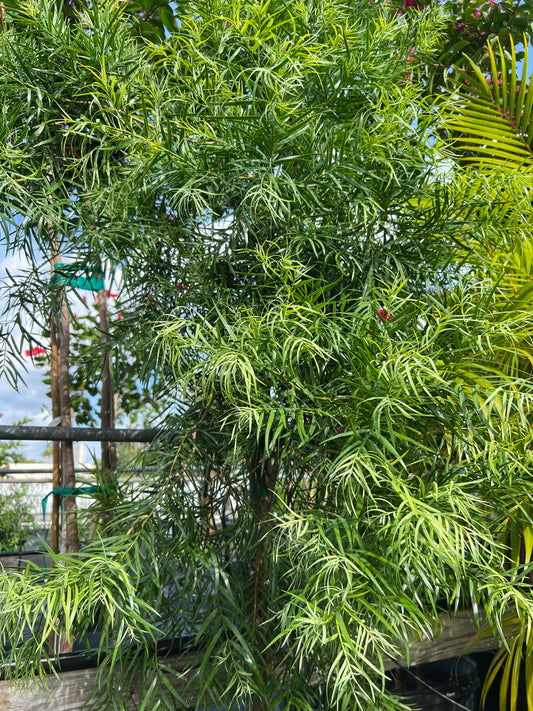 Podocarpus Weeping