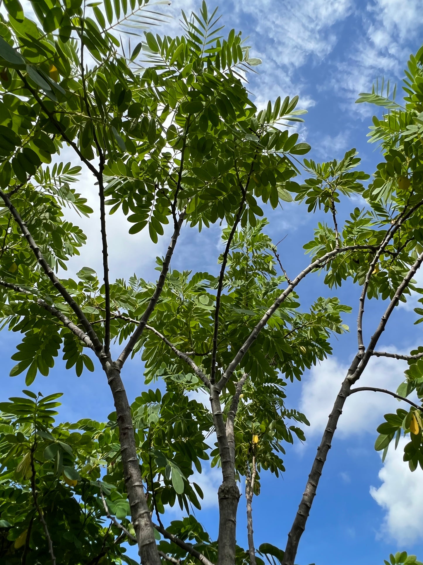 Cassia Senna Surattensis