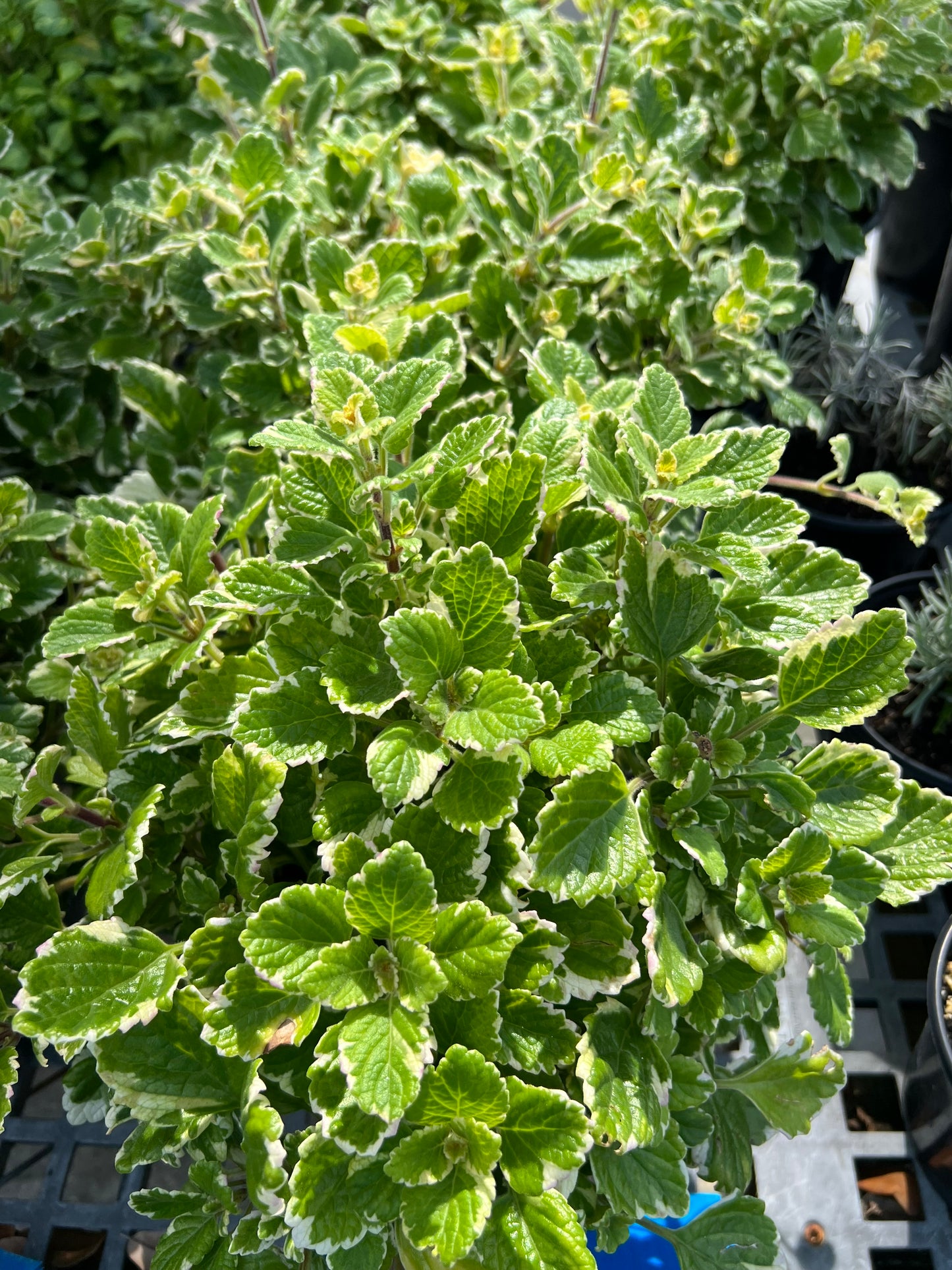 Swedish Ivy (Plectranthus verticillatus)1G