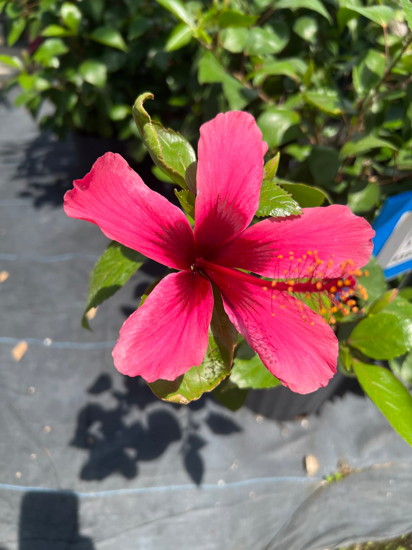 Hibiscus Shrubs