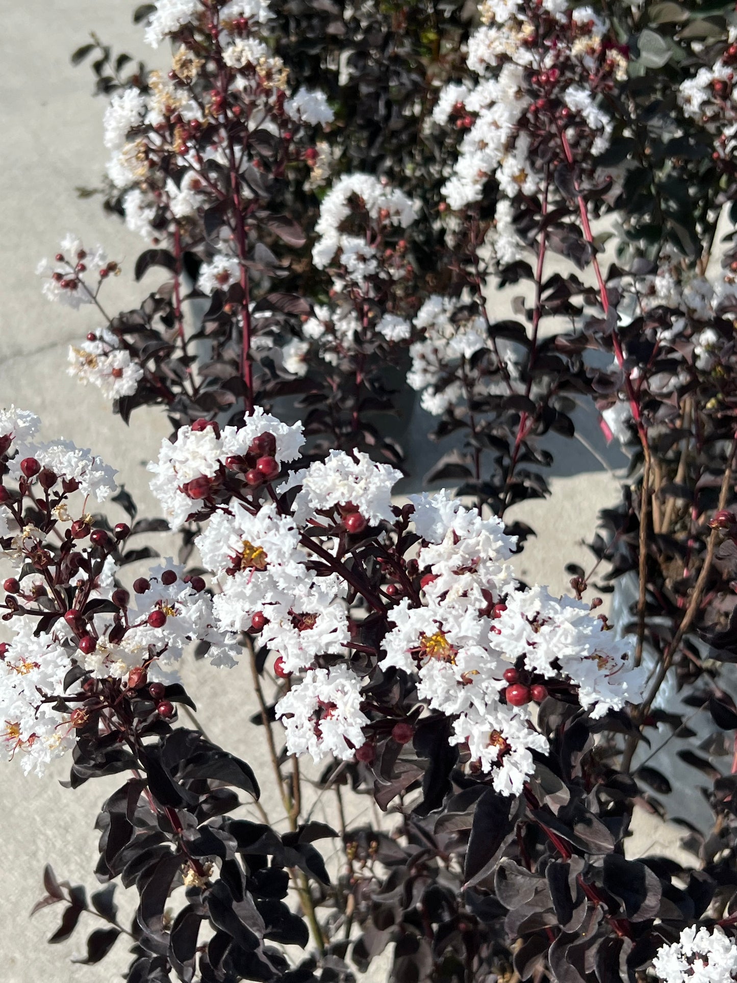 Crape Myrtle 15G