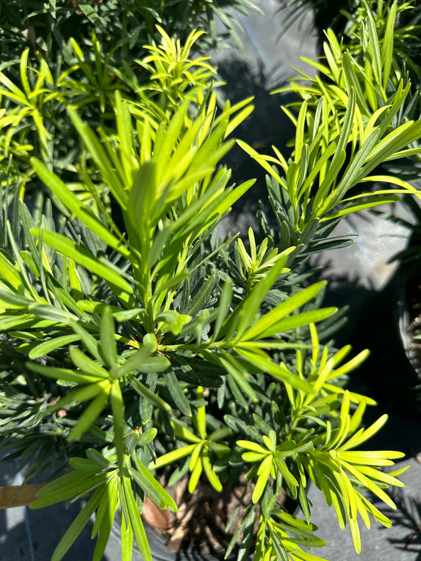 Podocarpus Pringles Dwf