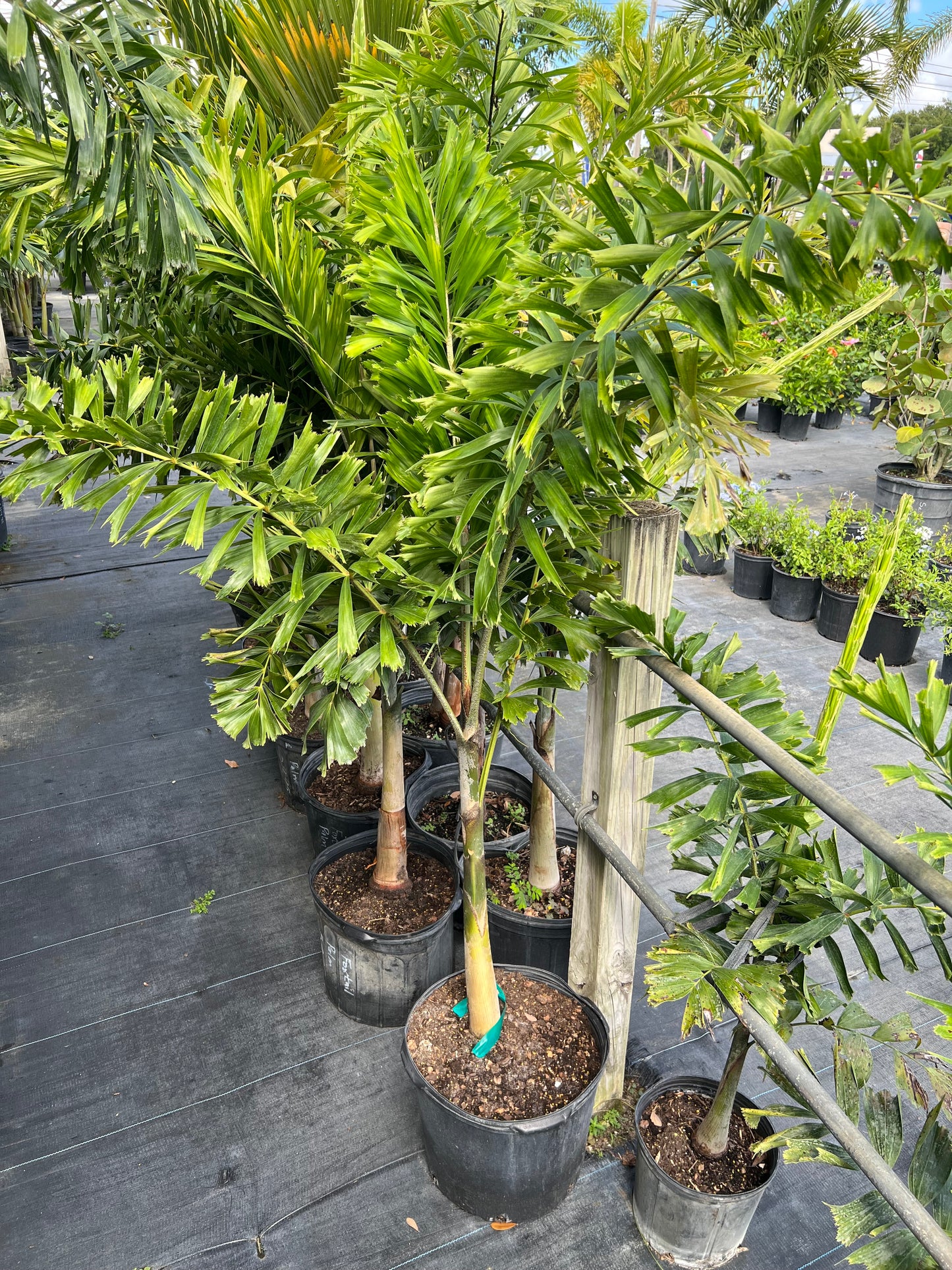 Foxtail Palms