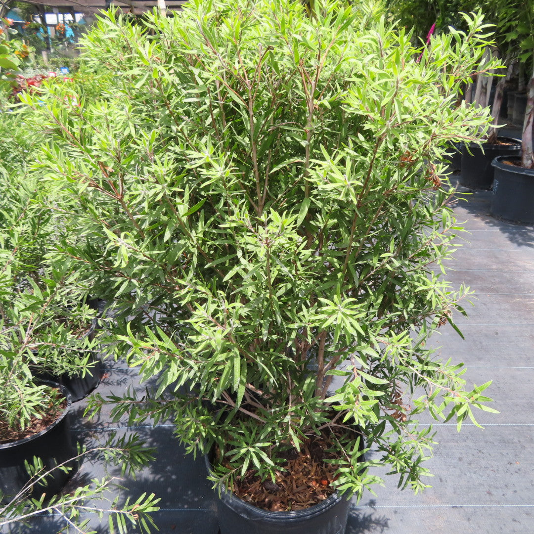 Bottlebrush Bush