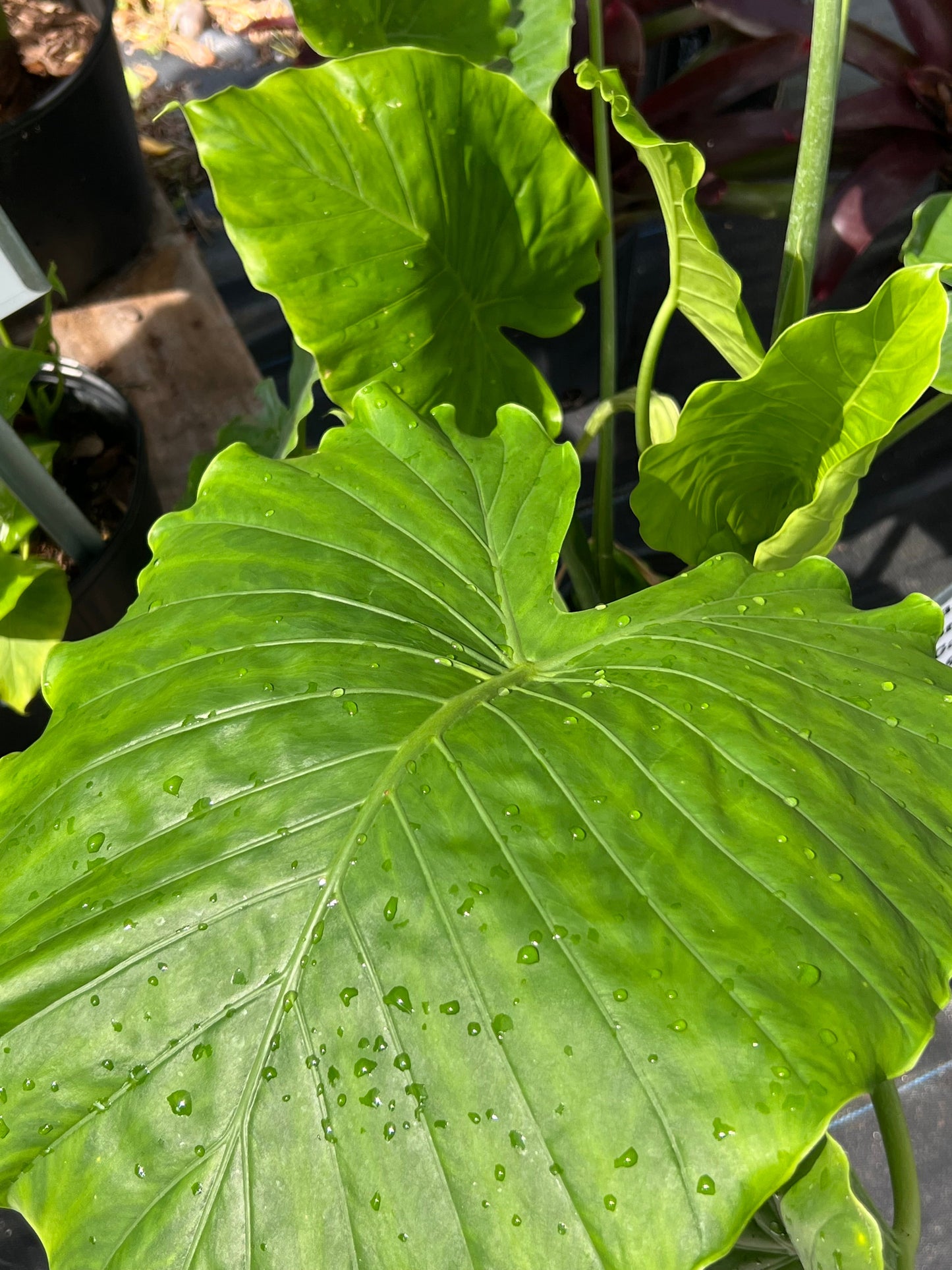 Alocasia Shrubs