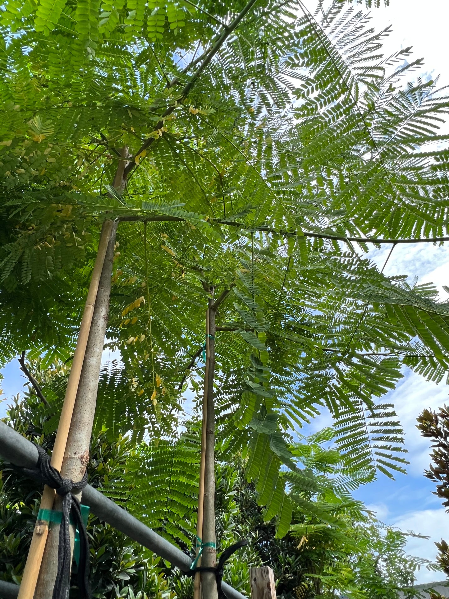 Royal Poinciana Tree