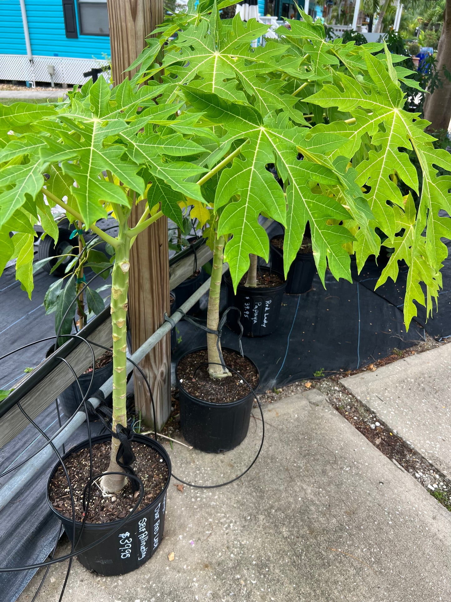 Papaya Trees