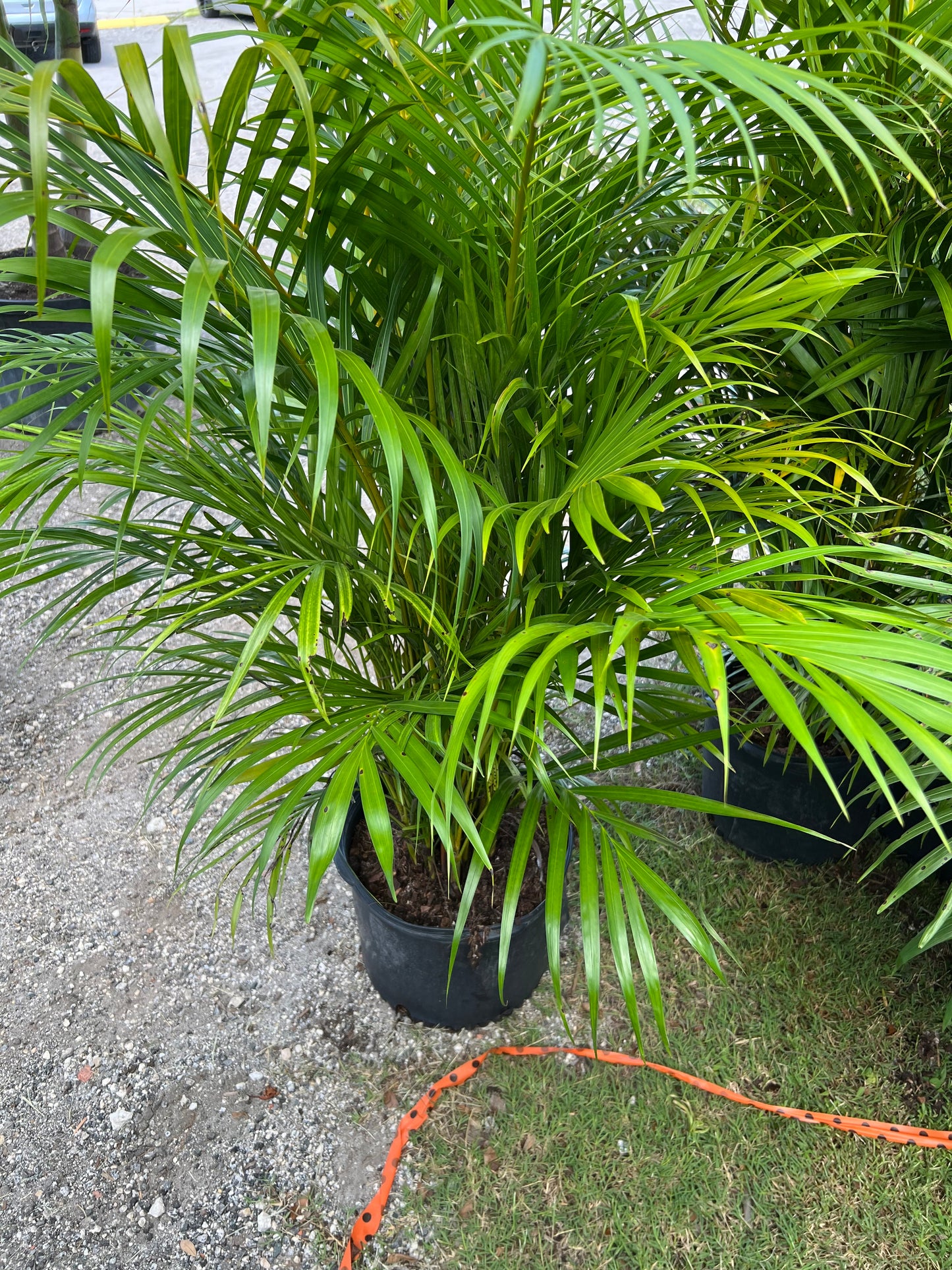 Areca Palm