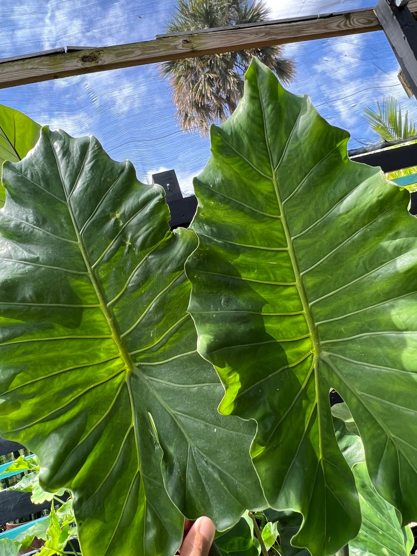 Alocasia Shrubs