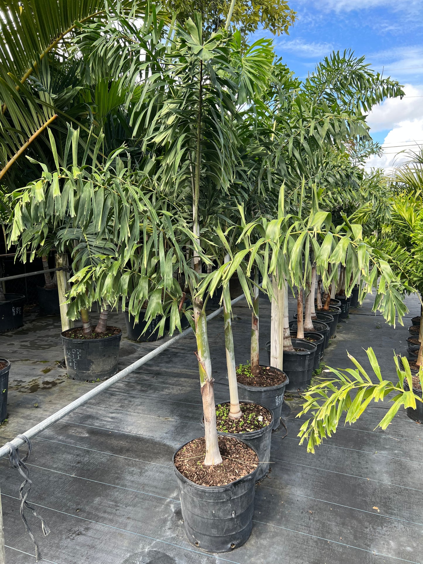 Foxtail Palms