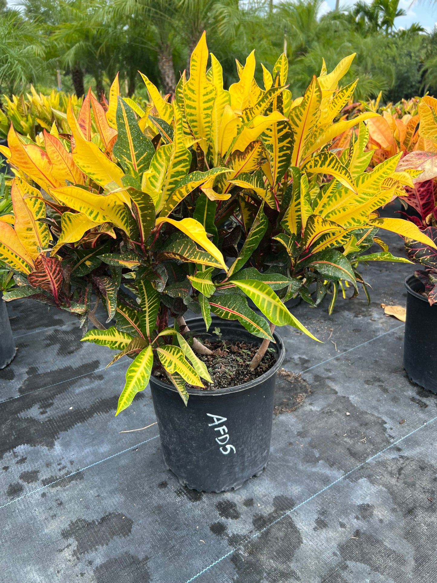 Croton AFD5