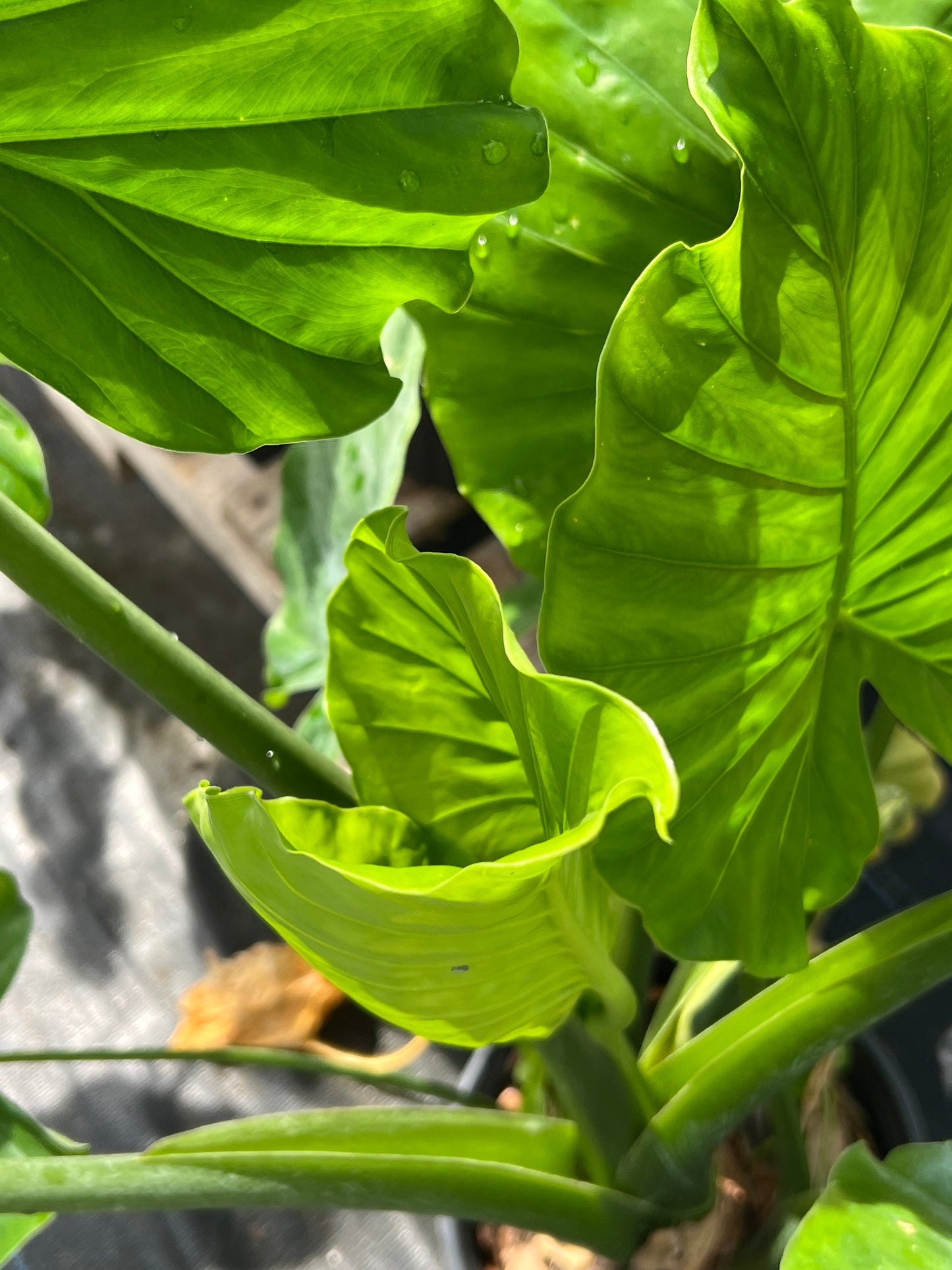 Alocasia Shrubs