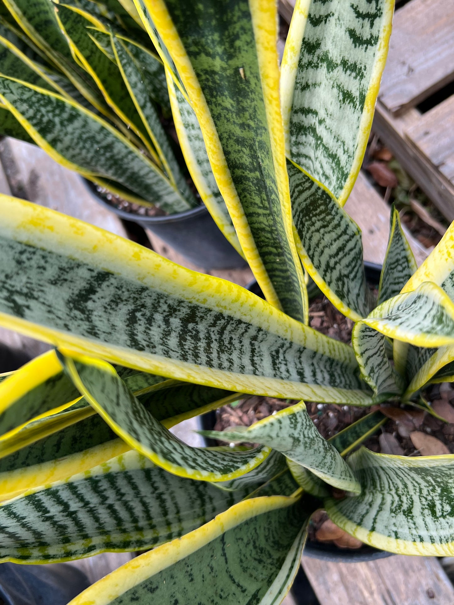 Sansevieria Laurenti-3G-3 gal