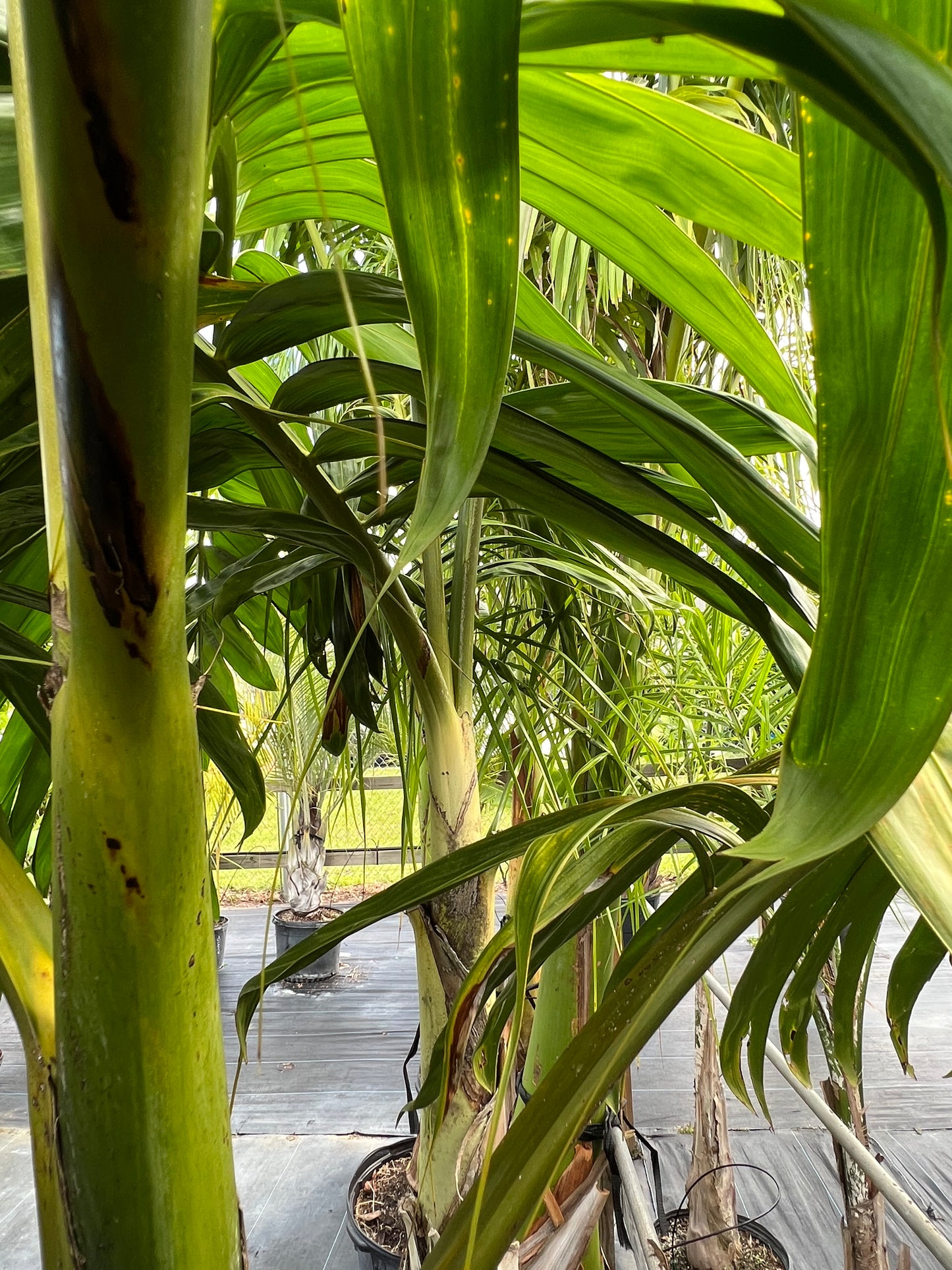 Feather Flame Thrower Palm