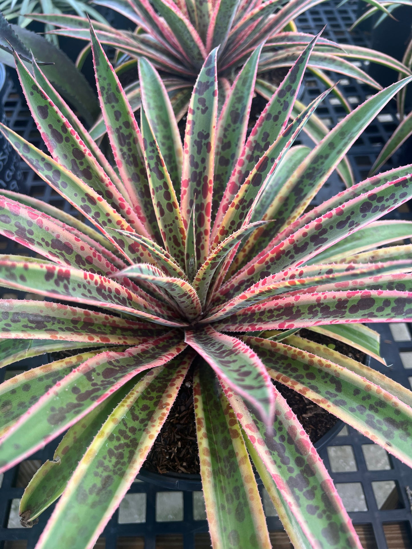 Agave Mangave