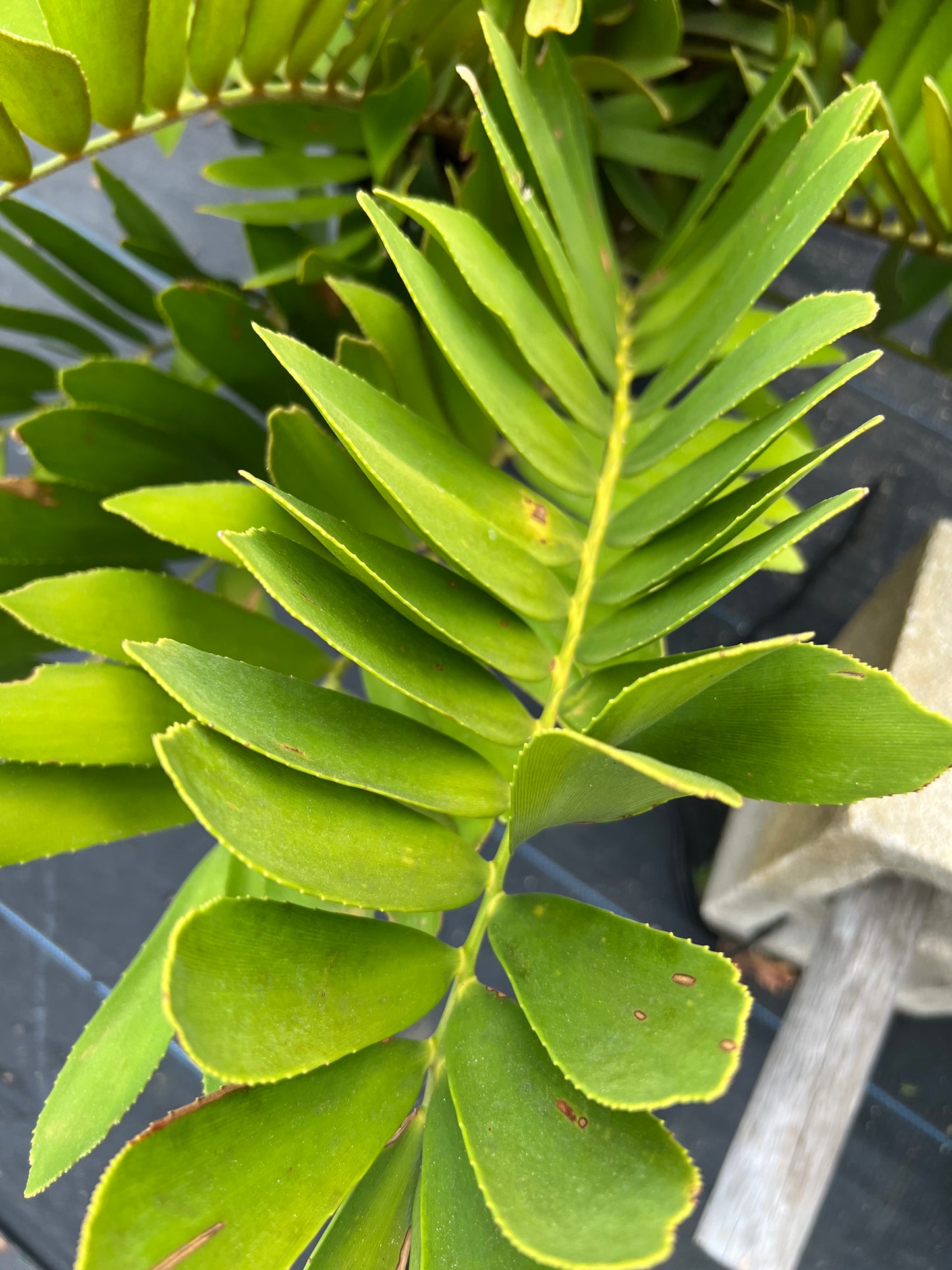 Cardboard Zamia Palm-3G