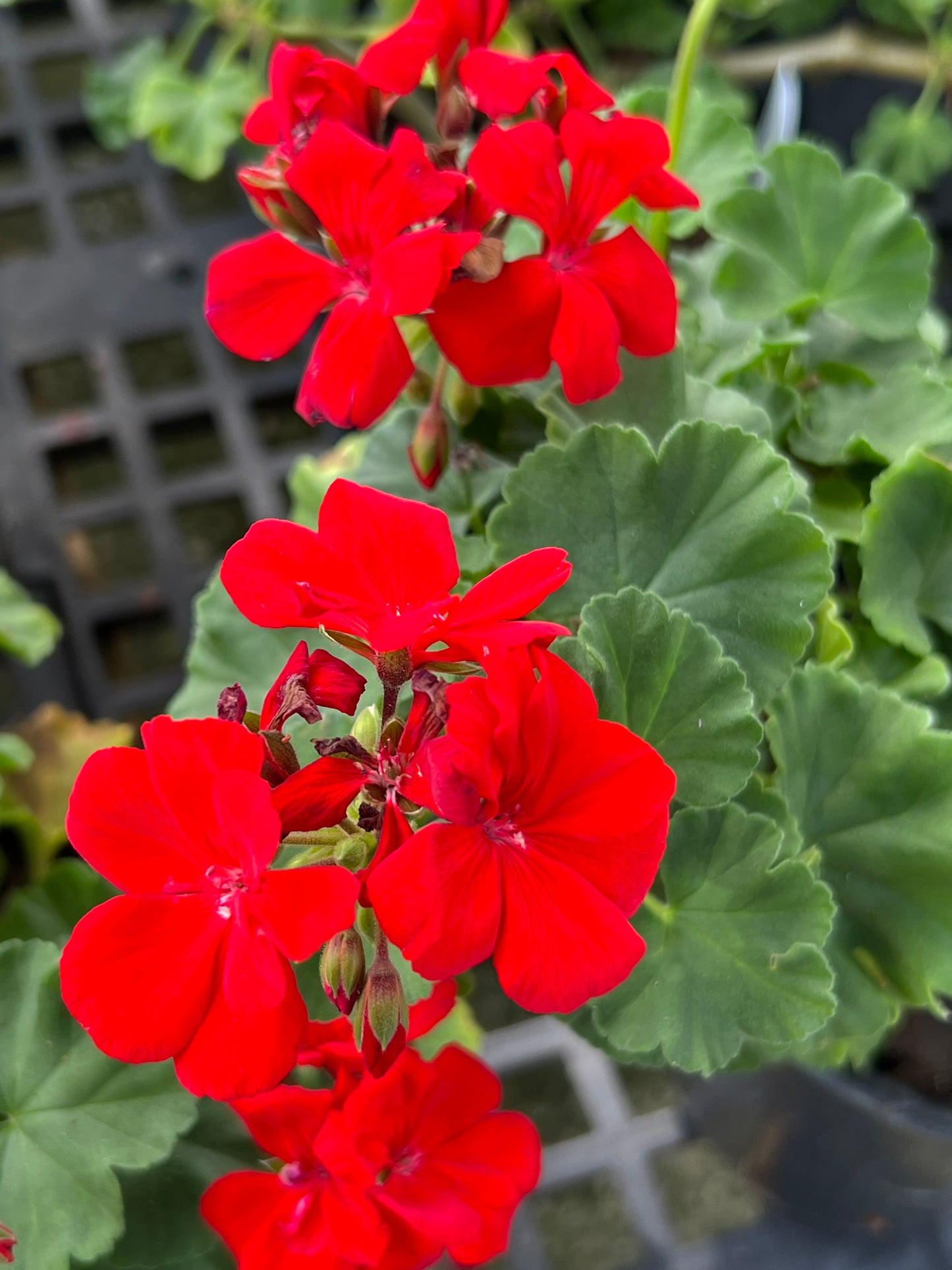 Geranium Variety 1G