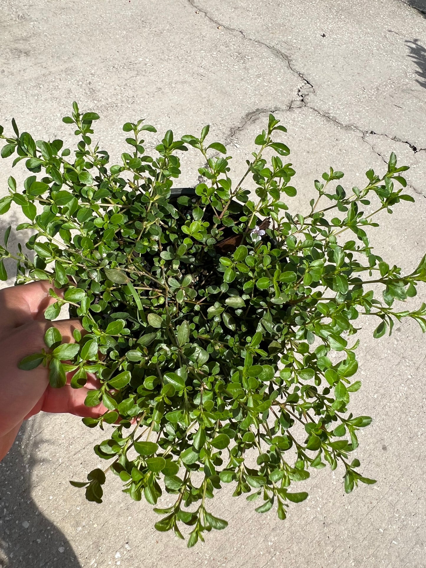 Dyschoriste Swamp Twinflower-1G-1 gal