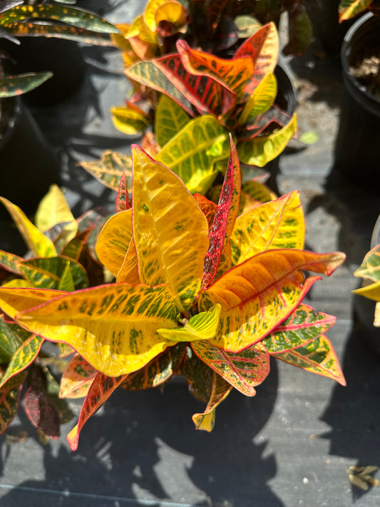 Croton Petra