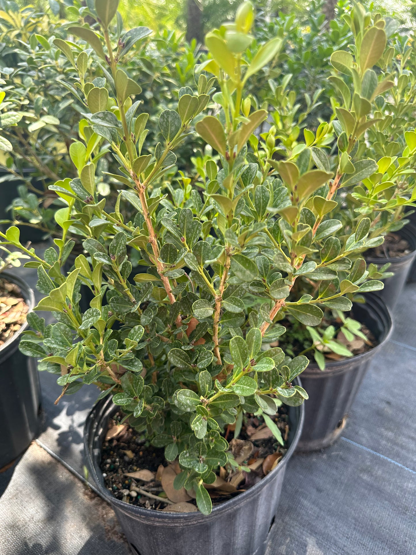 Japanese Boxwood