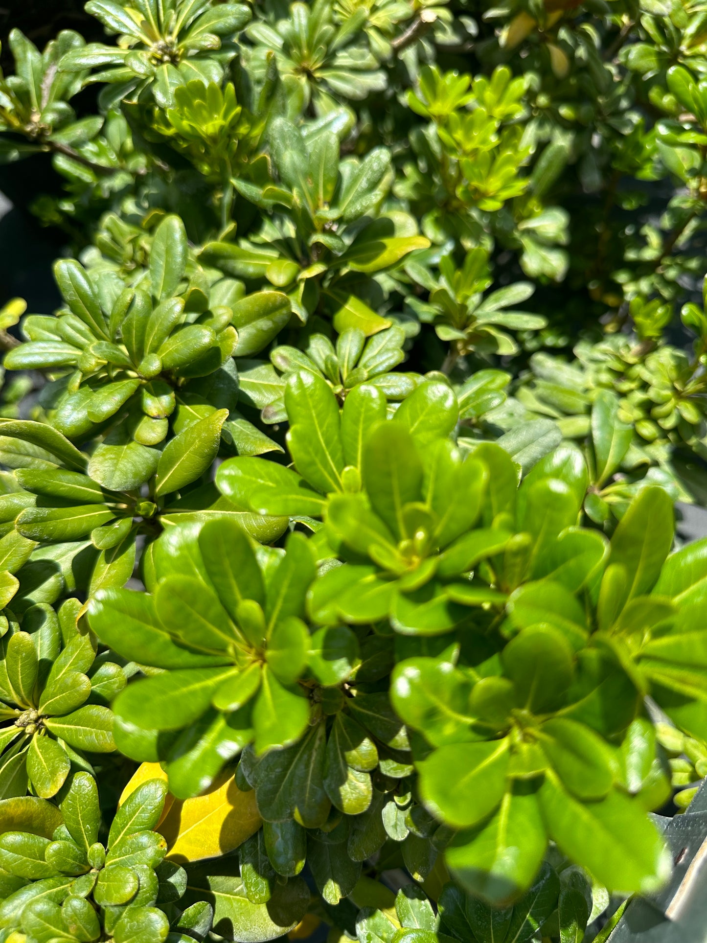 Pittosporum Shrubs