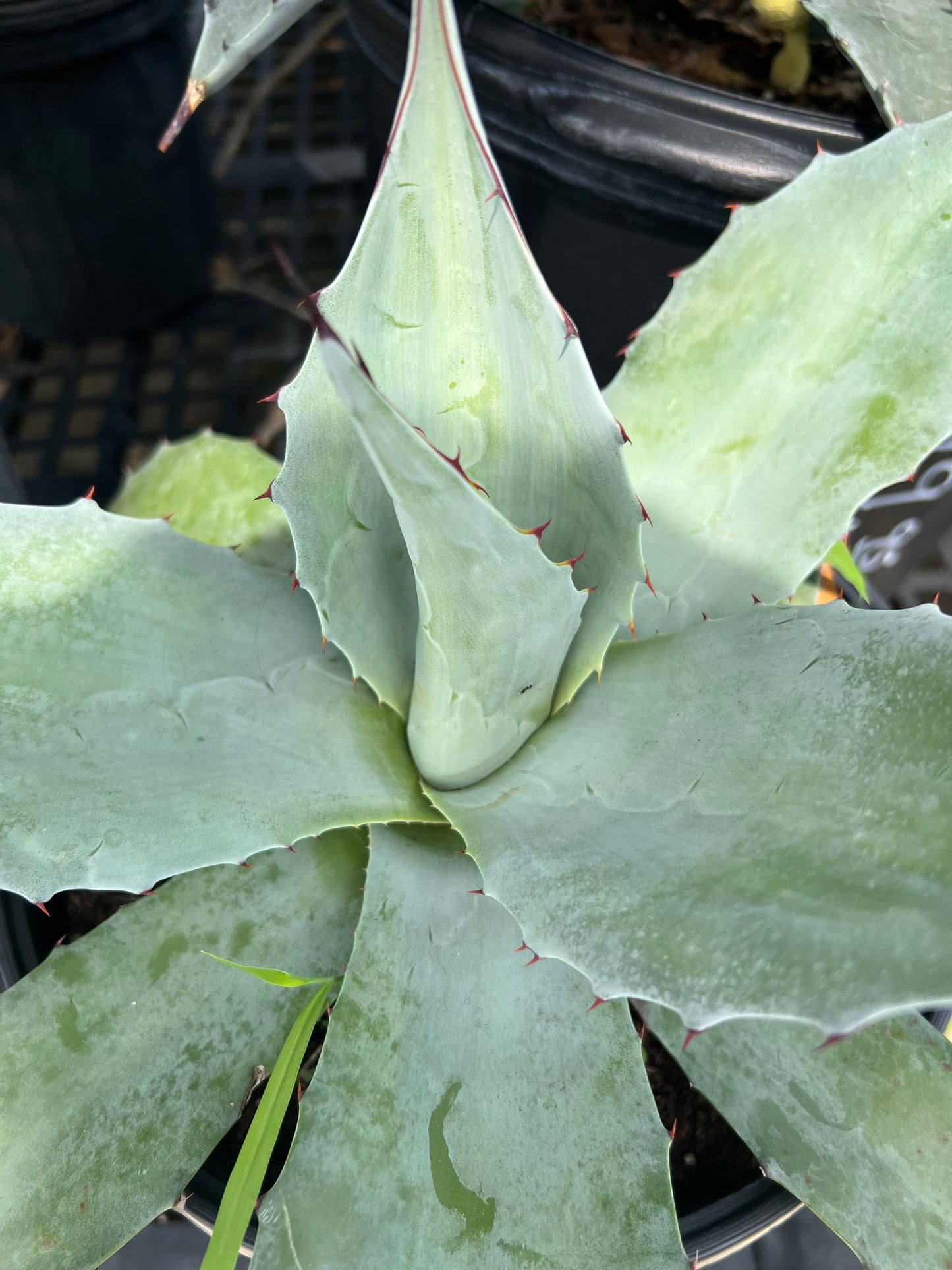 Agave Frosty Blue 3G