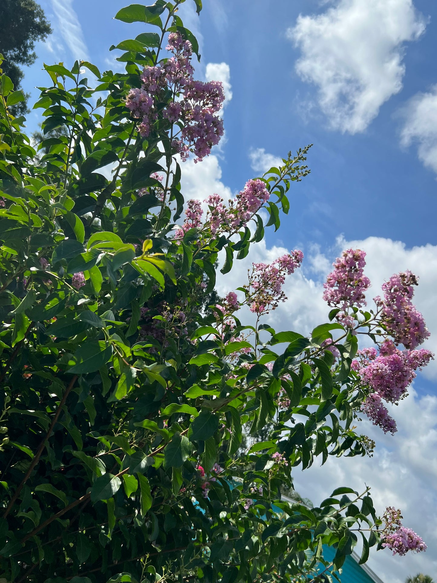 Crape Myrtle 15G