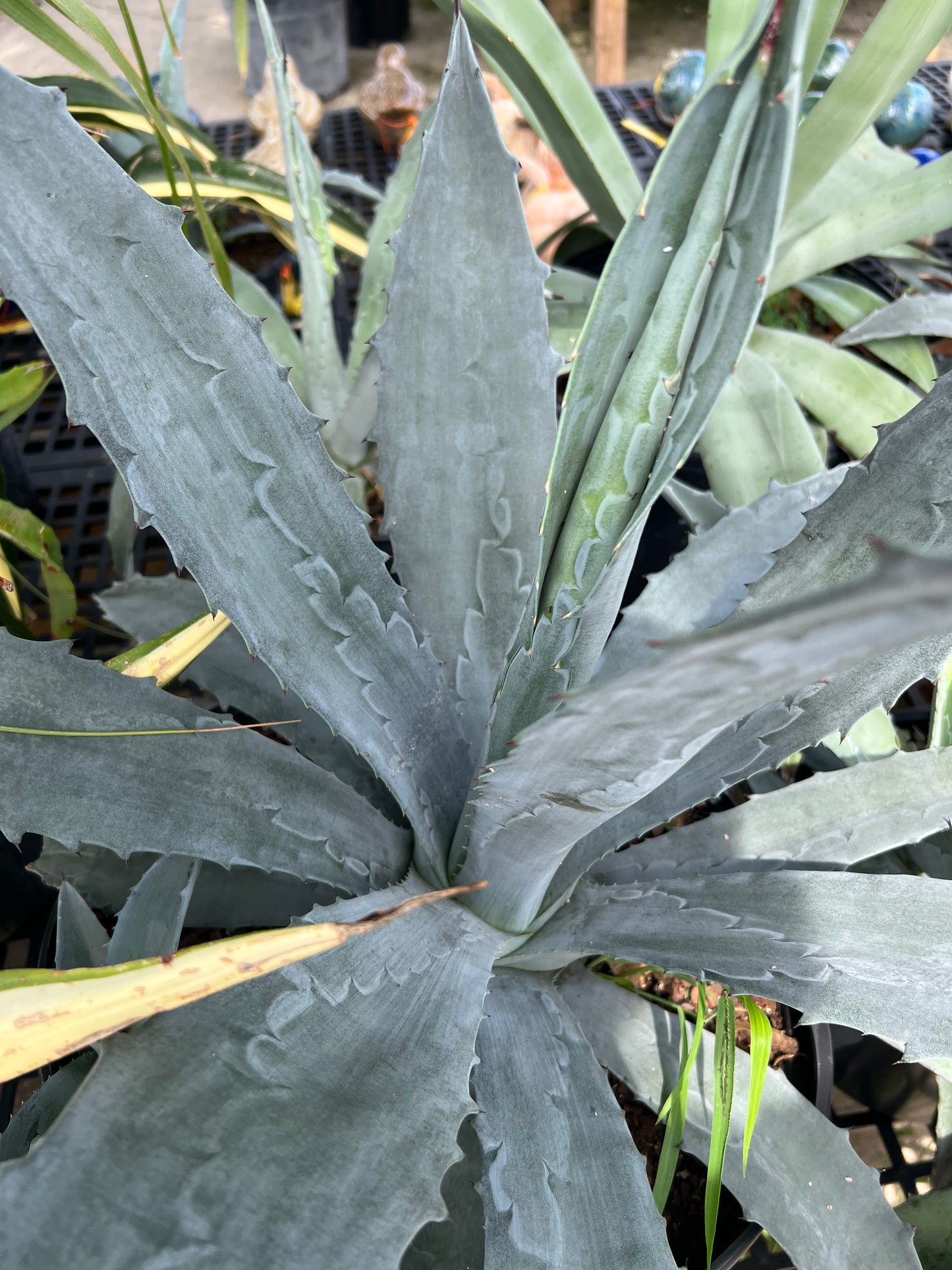 Agave Americana Blue (century plant)