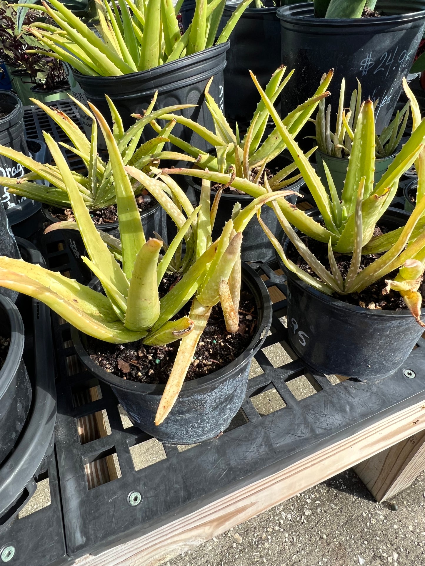 Aloe