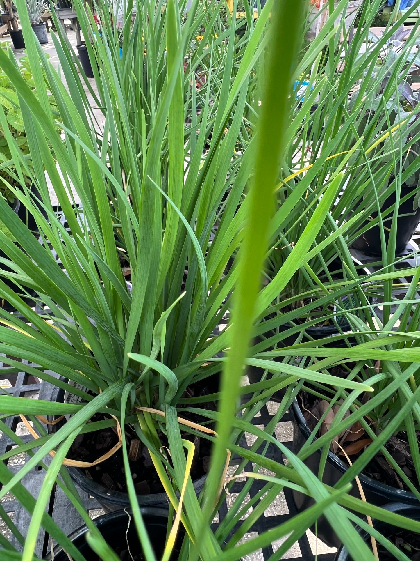 Herb Chive 1G
