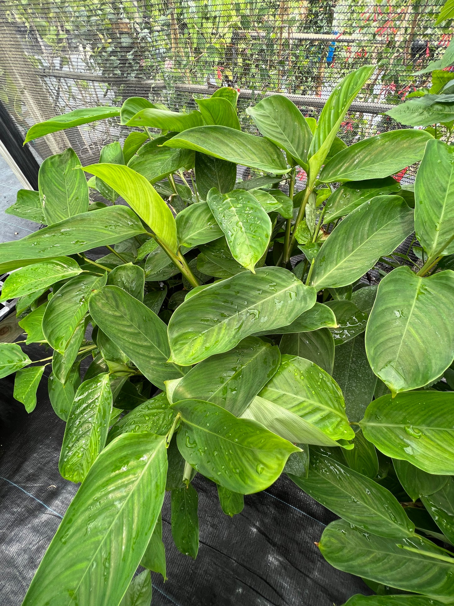 Ctenanthe-3G-3 gal