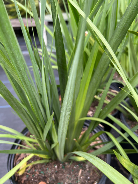 Iris African (Dietes iridioides)