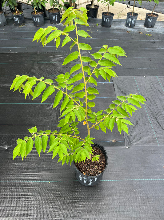 Strawberry Tree