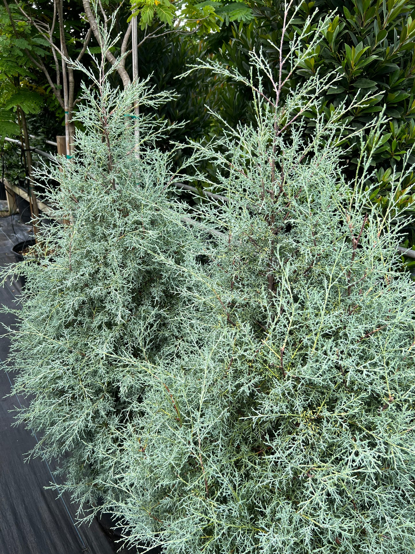 Arizona Cypress