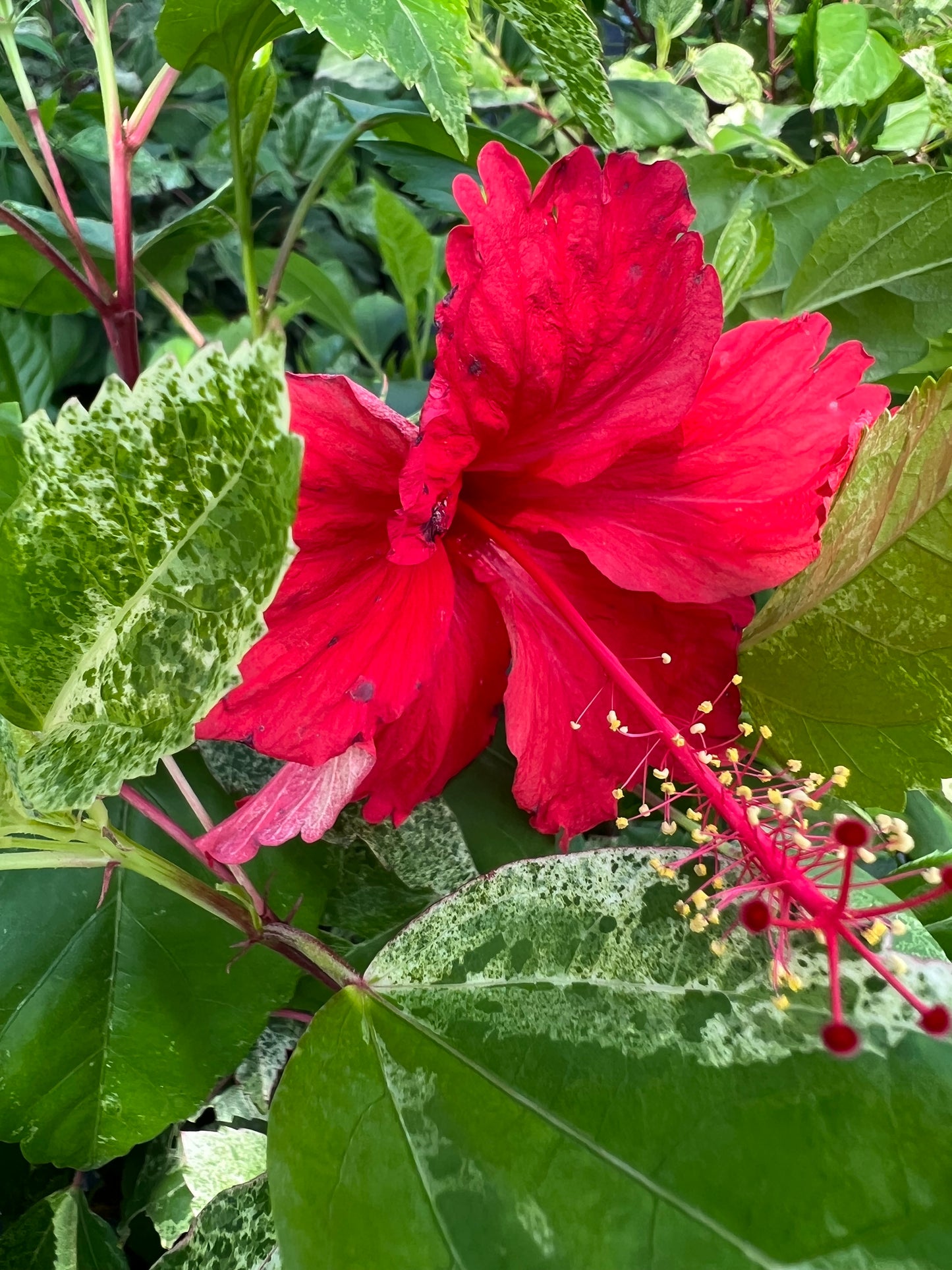 Hibiscus Shrubs