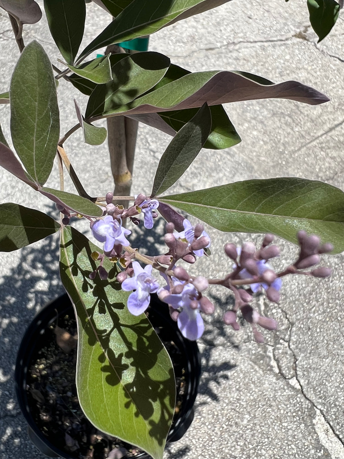Vitex Plants (Chaste tree)