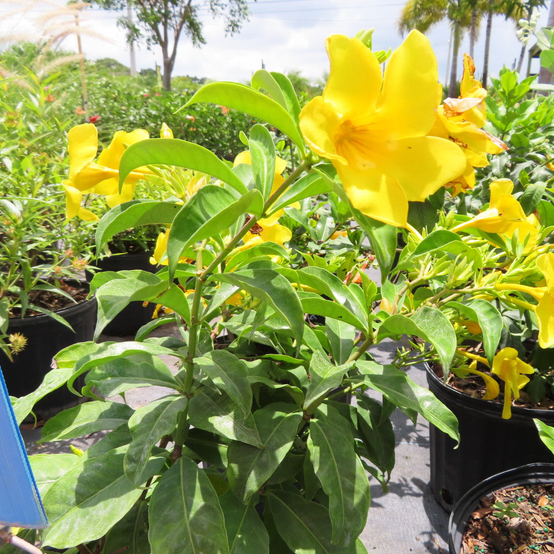 Allamanda Bush-3G-3 gal