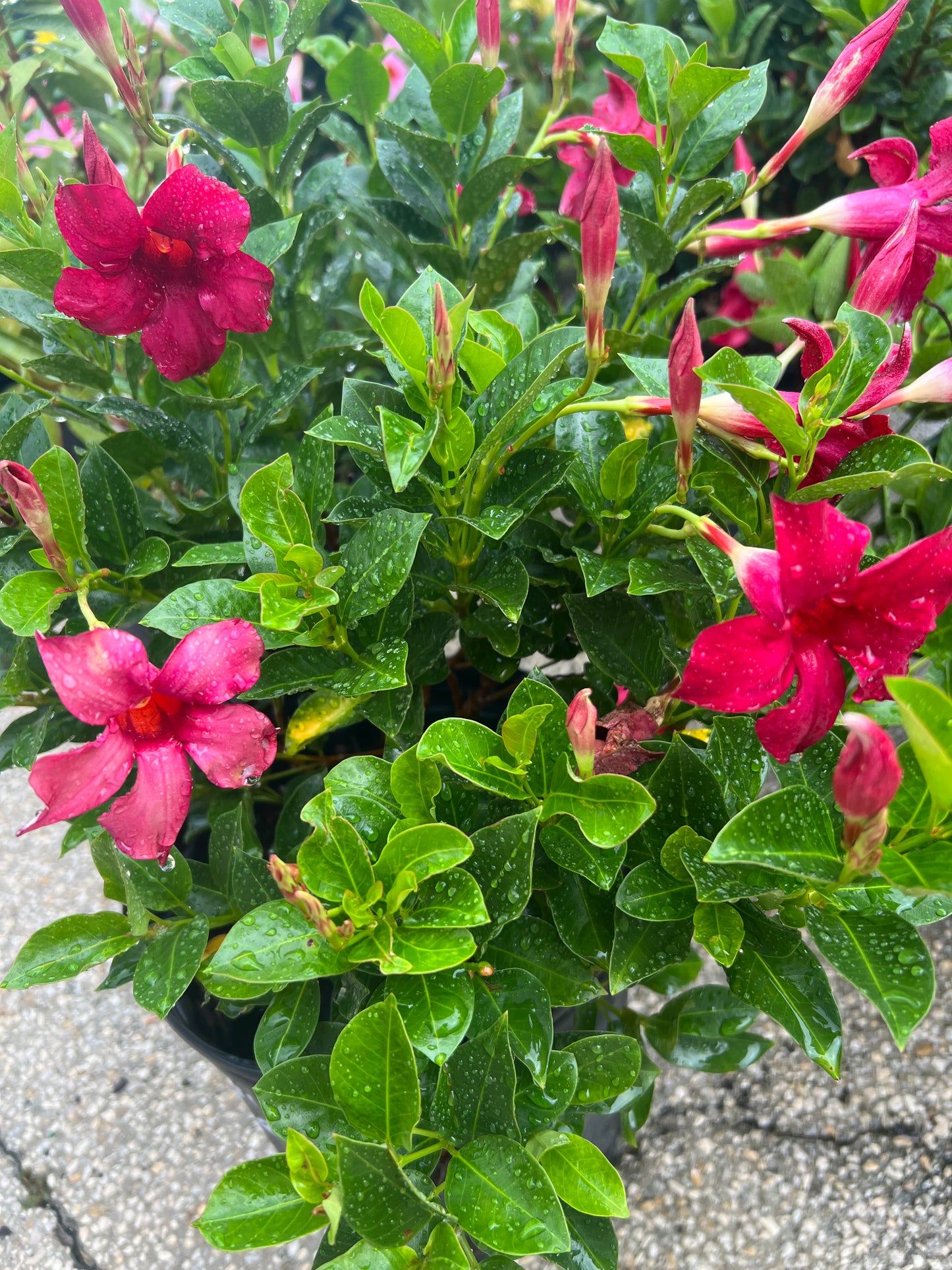 Dipladenia Shrubs