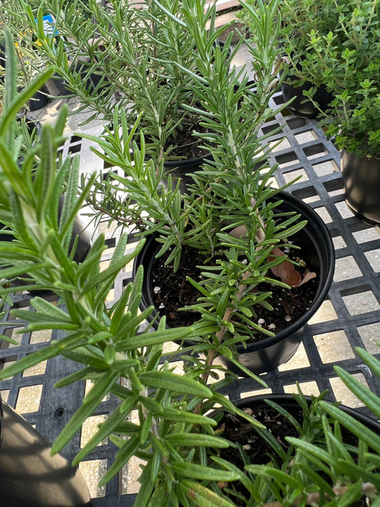 Herb Rosemary 1G