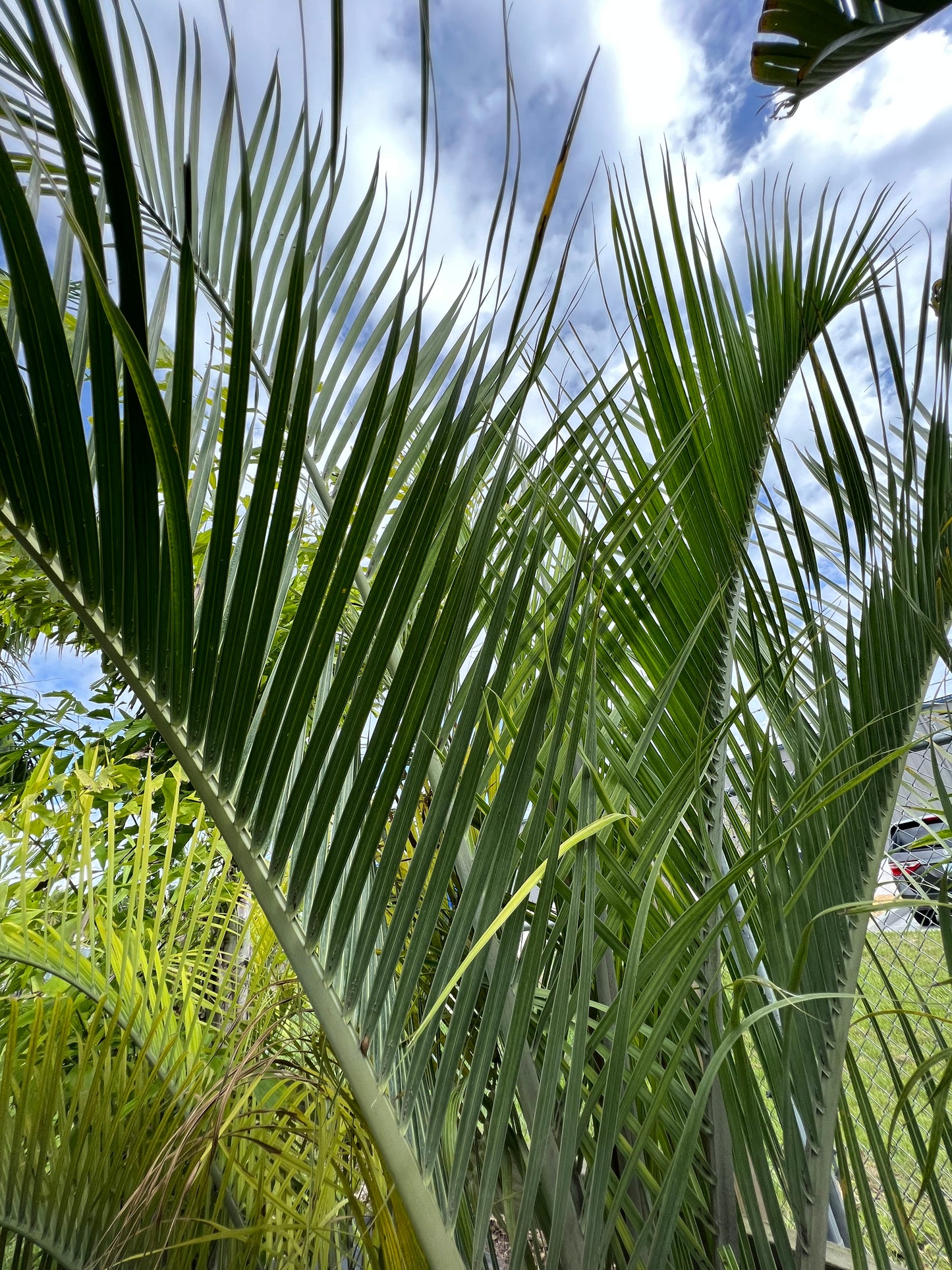 Triangle Palm