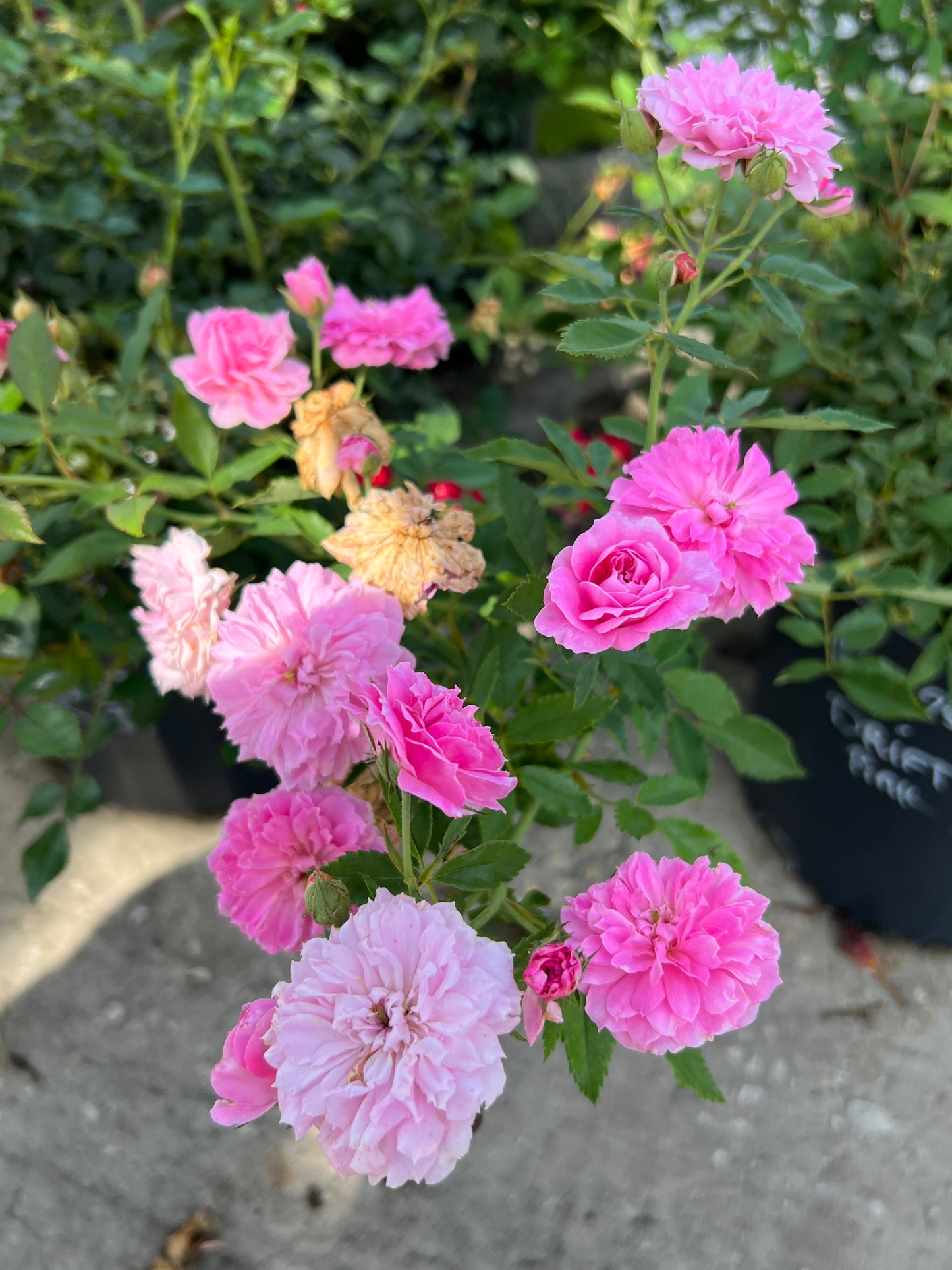 Drift Rose-3G